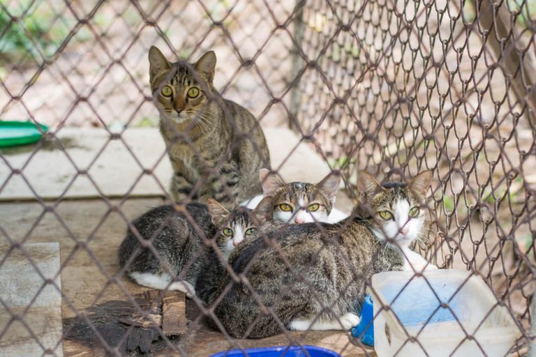 Voluntariado en  Chile : Apoyar un refugio para gatos – South America Inside