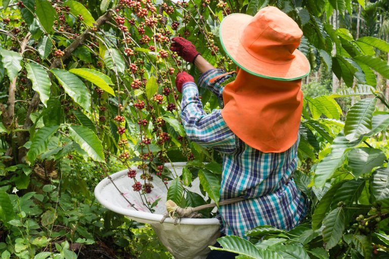 Voluntariado en  Colombia: Se necesita apoyo para la agricultura y la apicultura – Volunteer in Colombia