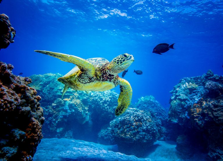 Voluntariado en  Ecuador: Monitoreo y conservación de nidos de tortugas marinas – IOI – Empowering Galapagos