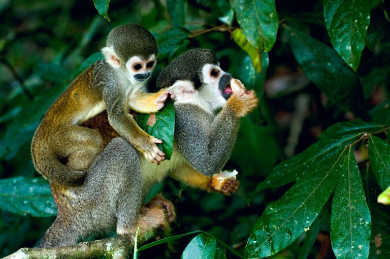 Voluntariado en  Ecuador: Rehabilitación de animales y conservación de la selva tropical  – Merazonia